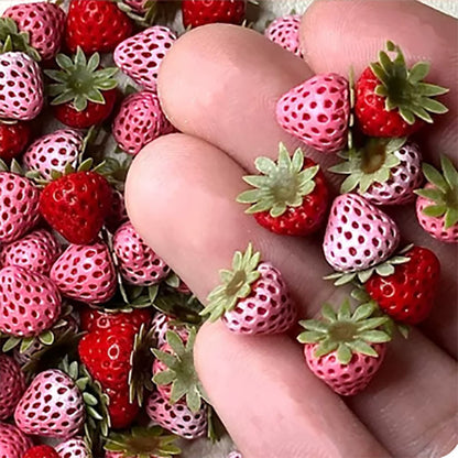 BJD455 30 Days Pre-order 1 Pack with 10 Pieces Handmade Clay Strawberry Assortment, 1 Pack with 10 Pieces, Multi‑Color Pink Red Purple White Gradient Miniature Food Charms for DIY & Dollhouse Decor