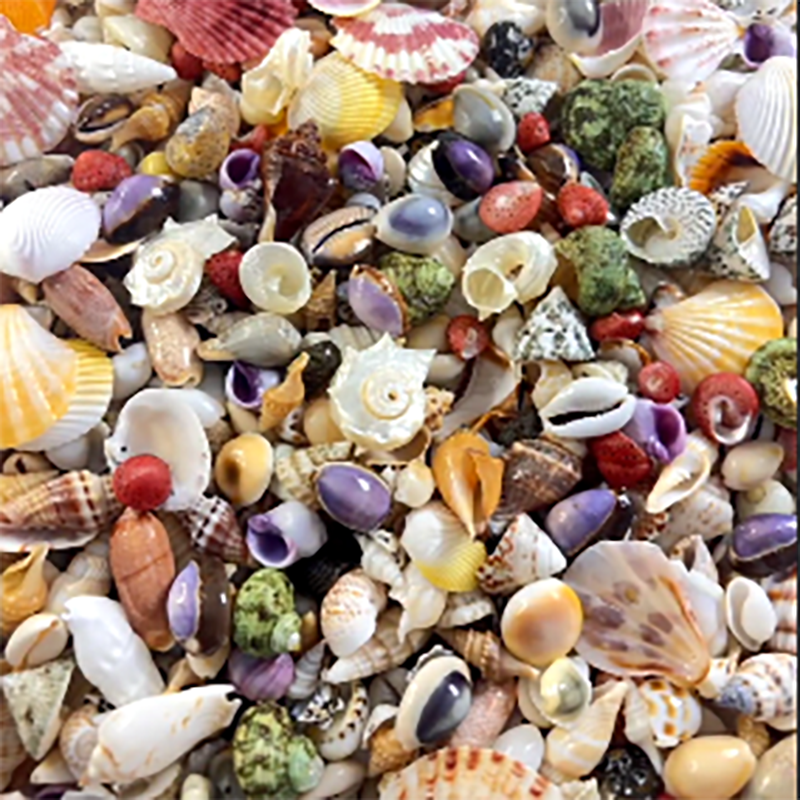 SP210 Natural Shell Pendants, pick your style! Every piece is one of a kind. DIY Handmade Bracelets, Phone Chains, Bag Charms, Necklaces & Earring Accessories