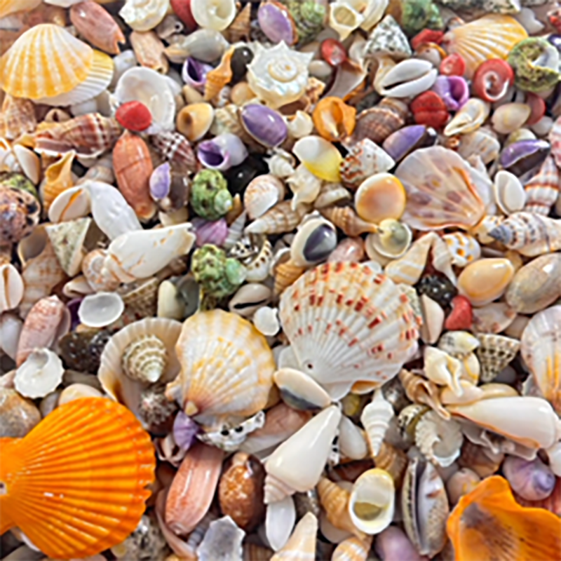 SP210 Natural Shell Pendants, pick your style! Every piece is one of a kind. DIY Handmade Bracelets, Phone Chains, Bag Charms, Necklaces & Earring Accessories