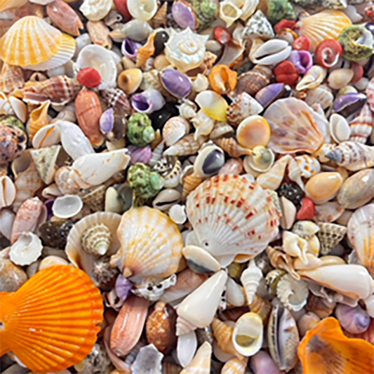 SP210 Natural Shell Pendants, pick your style! Every piece is one of a kind. DIY Handmade Bracelets, Phone Chains, Bag Charms, Necklaces & Earring Accessories