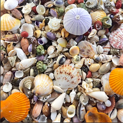 SP210 Natural Shell Pendants, pick your style! Every piece is one of a kind. DIY Handmade Bracelets, Phone Chains, Bag Charms, Necklaces & Earring Accessories