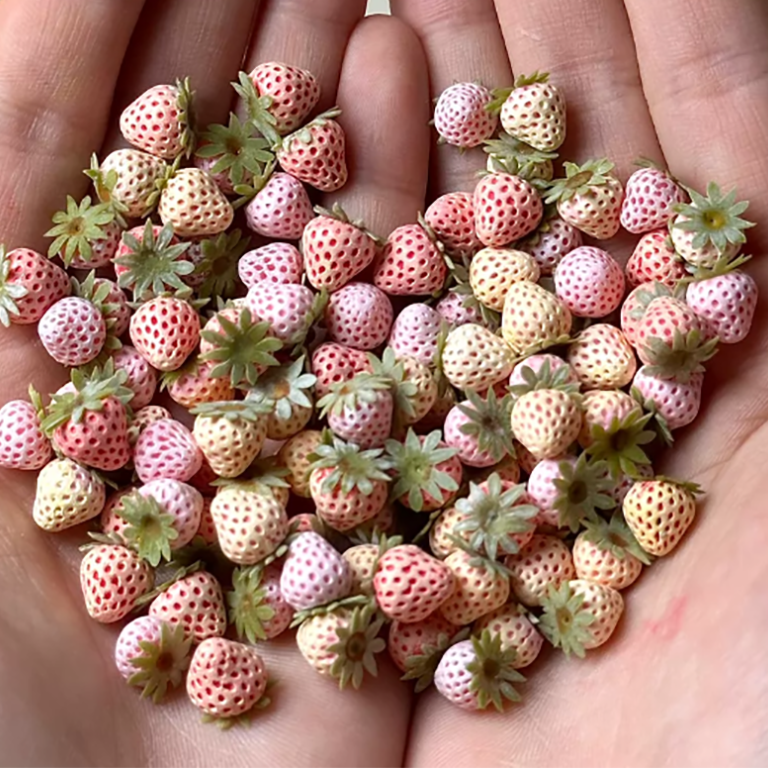 BJD455 30 Days Pre-order 1 Pack with 10 Pieces Handmade Clay Strawberry Assortment, 1 Pack with 10 Pieces, Multi‑Color Pink Red Purple White Gradient Miniature Food Charms for DIY & Dollhouse Decor
