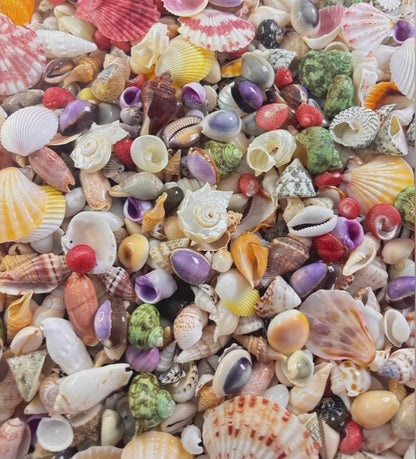 SP210 Natural Shell Pendants, pick your style! Every piece is one of a kind. DIY Handmade Bracelets, Phone Chains, Bag Charms, Necklaces & Earring Accessories